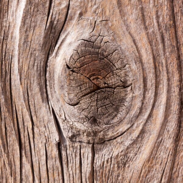 A close up of the wood grain on a tree.