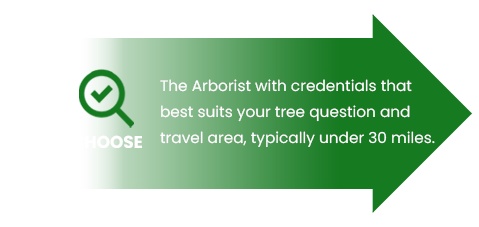 A tree is shown with the words " arborist " written above it.