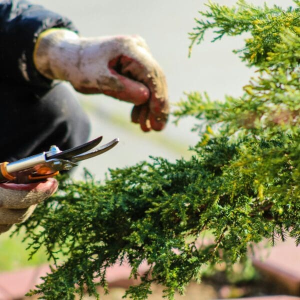 A person holding scissors and pruning a tree.